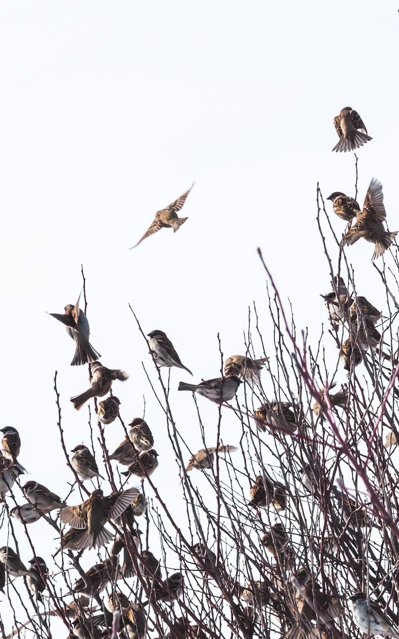 Basural con aves únicas bajo investigación por caso mortal de&nbsp;hantavirus