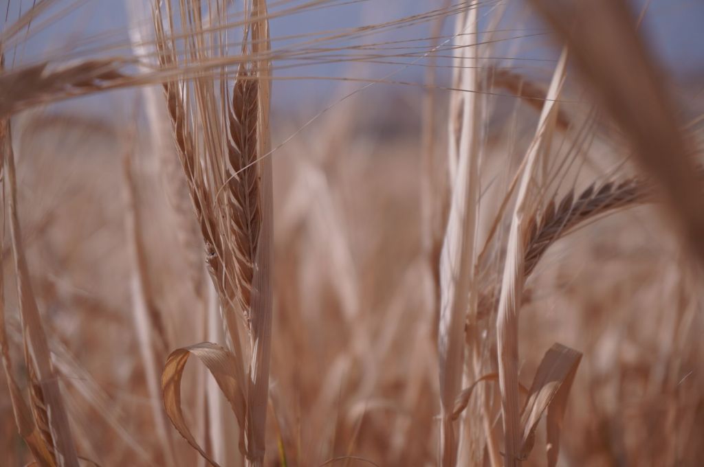Se anticipa contracción de siembra de trigo en Bahía Blanca y su&nbsp;zona