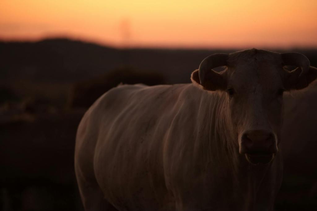 Campo argentino: adaptarse o quedarse fuera del mercado&nbsp;europeo