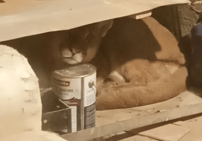 Un puma entró a una casa en Bariloche y fue&nbsp;rescatado