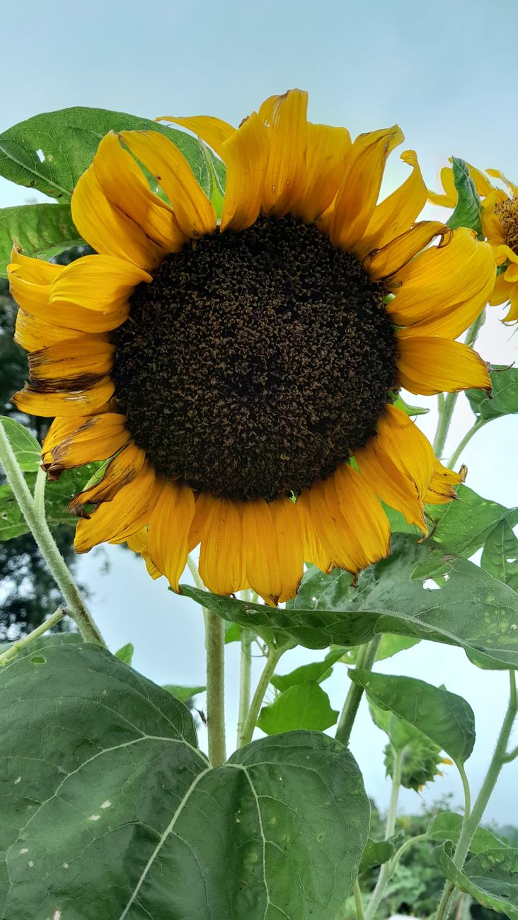 Zeta Semillas apuesta a liderar con nuevos hibridos de&nbsp;girasol