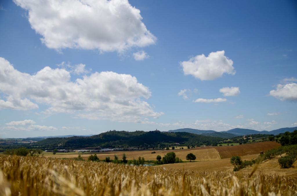 Desciende precio de urea y reconfigura expectativas en trigo y&nbsp;maíz