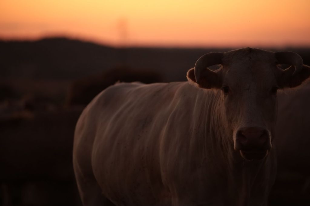 Argentina queda excluida del cupo temporal de carne de&nbsp;EE.UU.