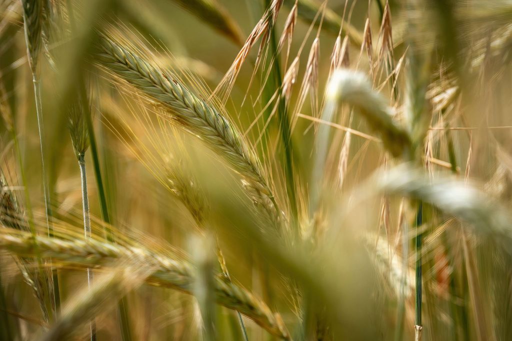 Caen los precios del trigo y la soja por expectativas de acuerdo entre Rusia y&nbsp;EE.UU.